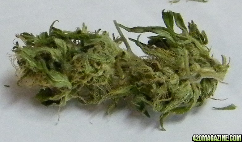 bud259.JPG