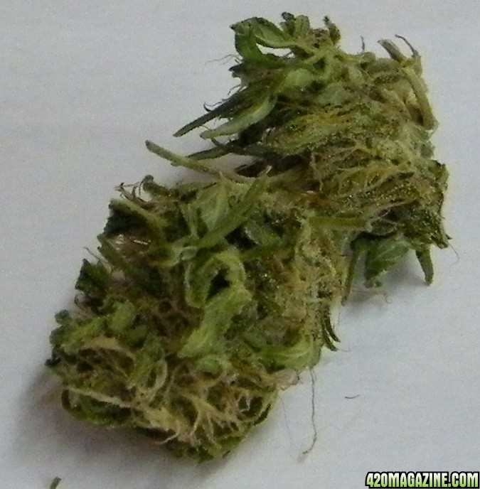 bud342.JPG