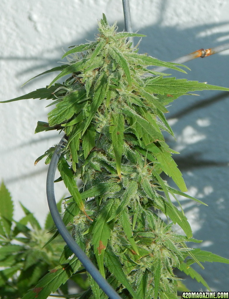 bud344.jpg