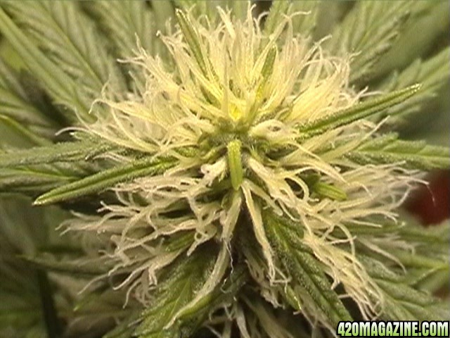 bud36.jpg