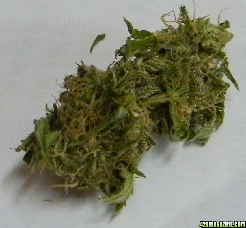 bud430.JPG