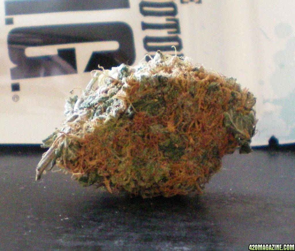 bud54.jpg