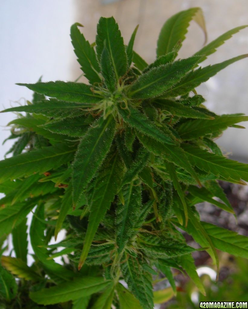 bud83.jpg