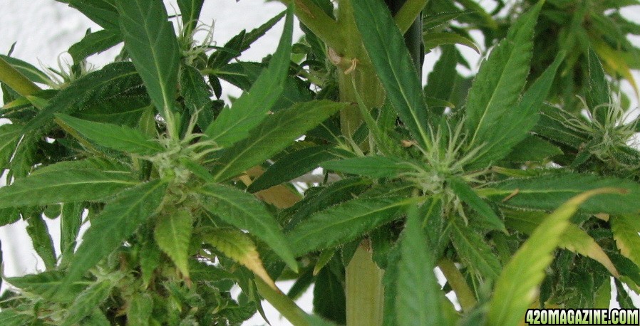 bud86.jpg