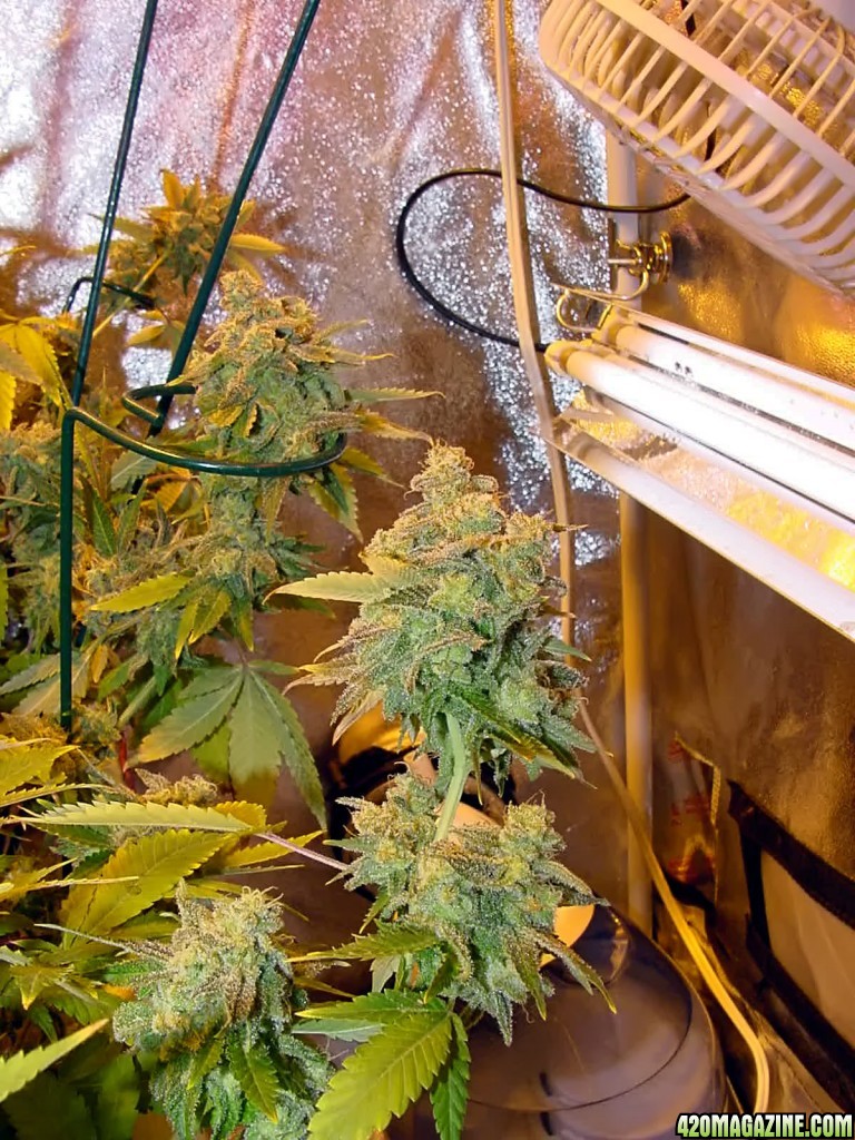 bud_day69_10.jpg