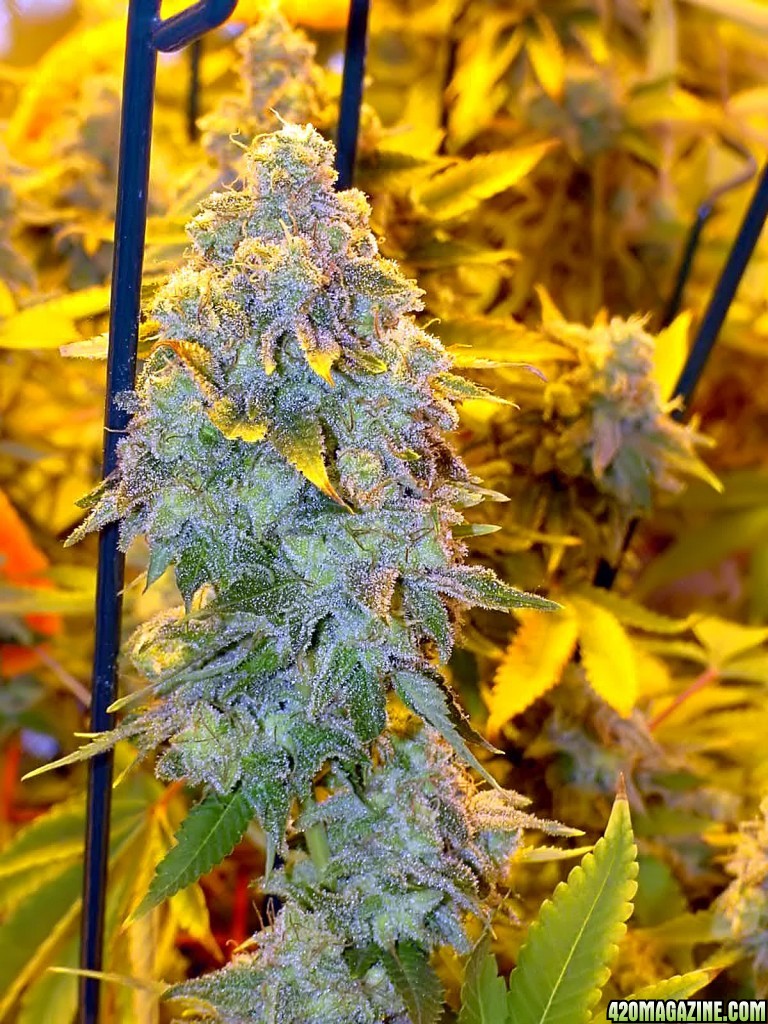 bud_day69_2.jpg