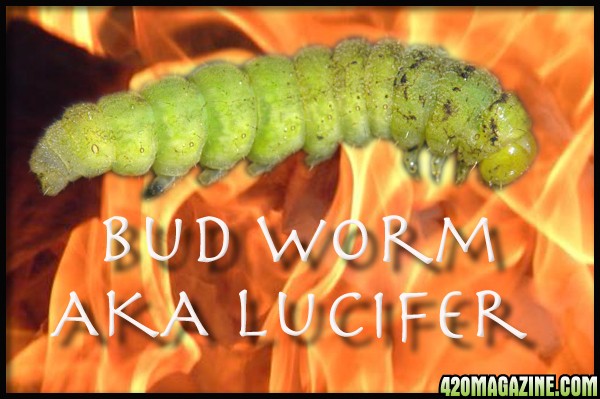 bud_worm.jpg