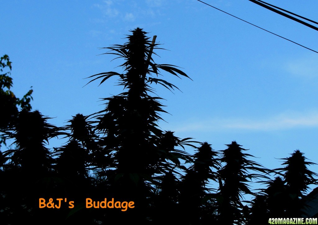 buddage6.jpg