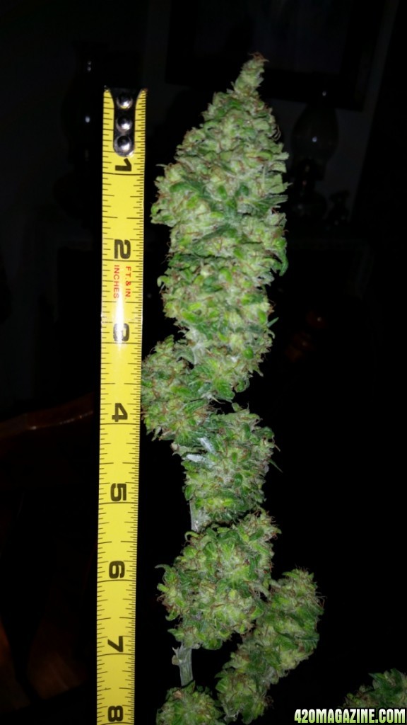 buds_33.jpg