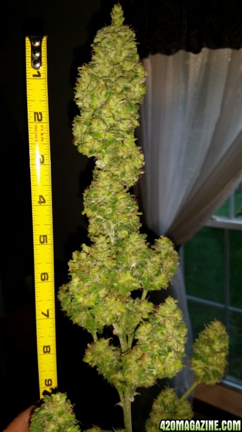 buds_42.jpg