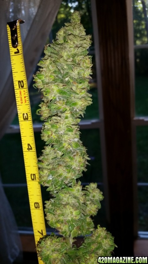 buds_52.jpg