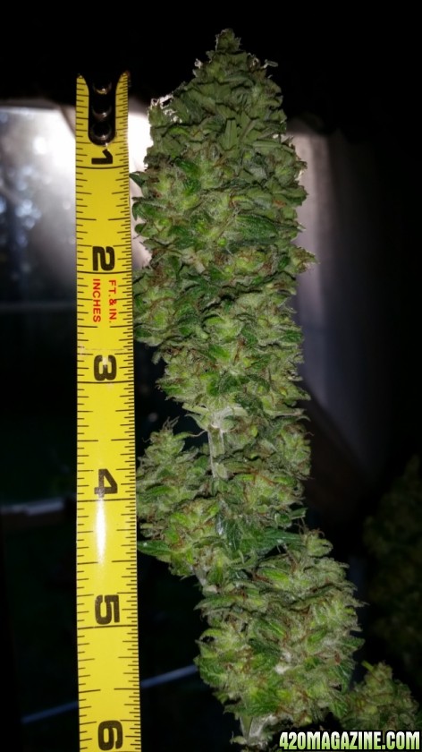 buds_61.jpg