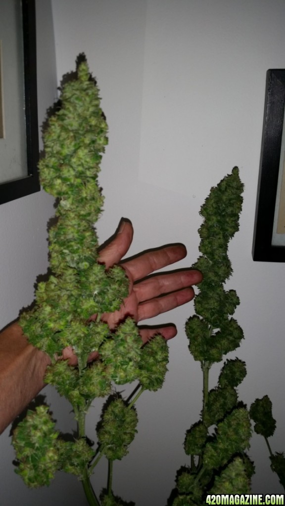 buds_71.jpg