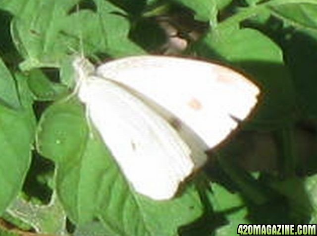 cabbage-moth.jpg