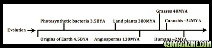 cannabinoid_timeline_final.jpg