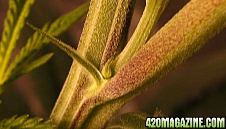 cannabis-female-preflower-no-pistil-sm.jpg