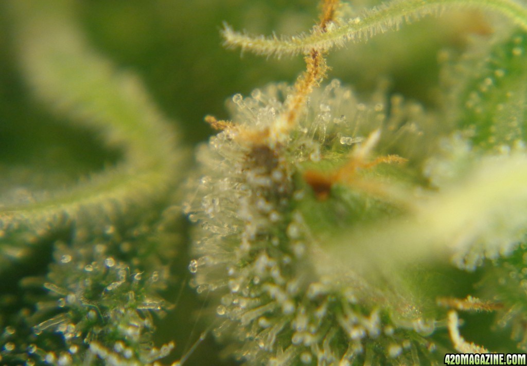 cannabis_seeds_day_23_2.jpg