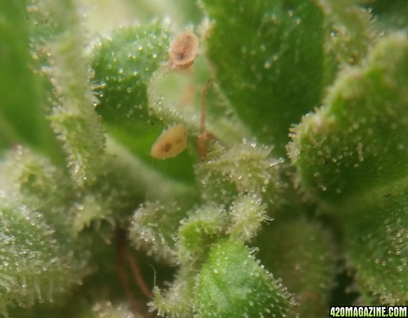 cc_trichs_1.jpg