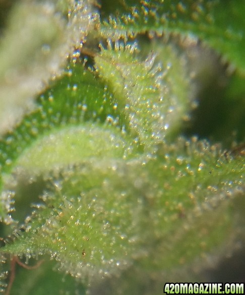 cc_trichs_2.jpg