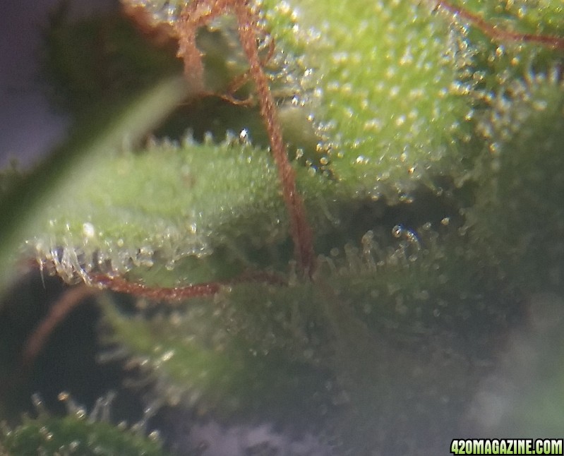 cc_trichs_3.jpg