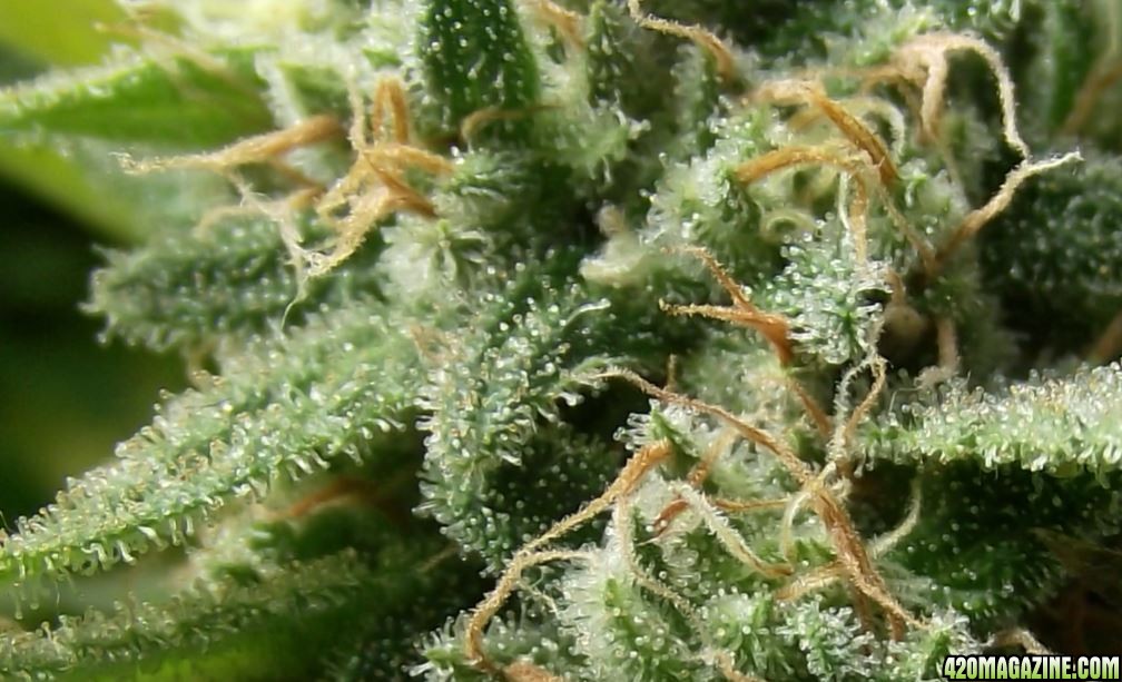 cd_trichome_closeup_49.JPG