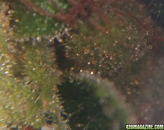 cee_cee_trichs_1.jpg