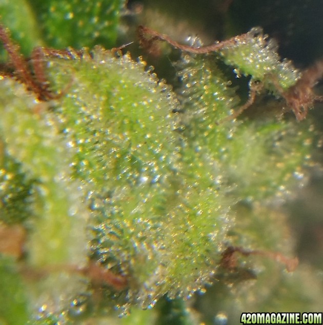 cee_cee_trichs_2.jpg