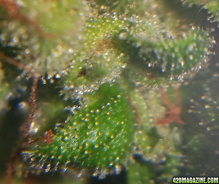 cee_cee_trichs_3.jpg