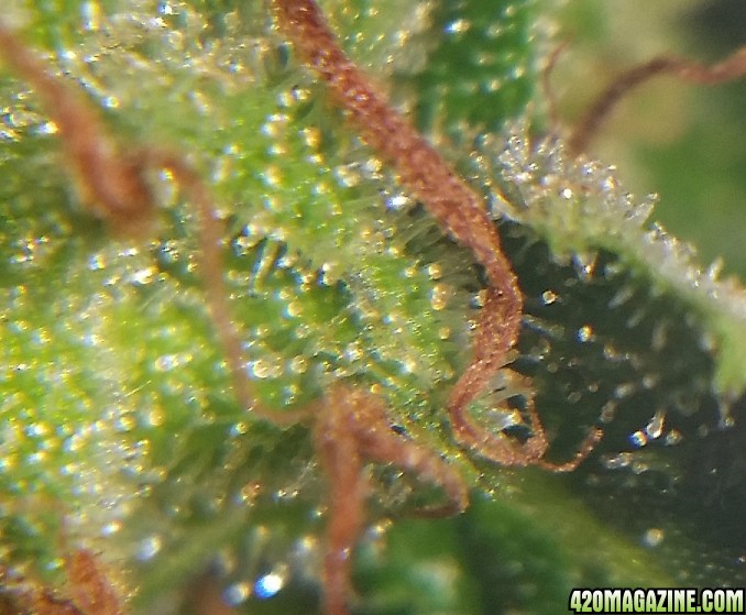 cee_cee_trichs_4.jpg