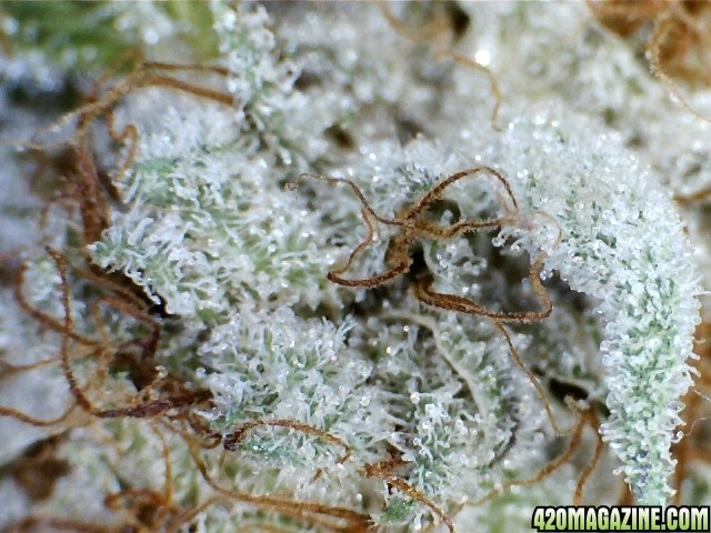 chem_dog_day_14_cure_macro.jpg