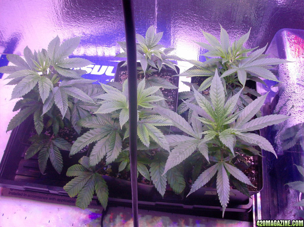 clones_veg_22614.jpg