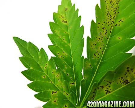 closeup-calcium-deficiency-leaf-sm.jpg