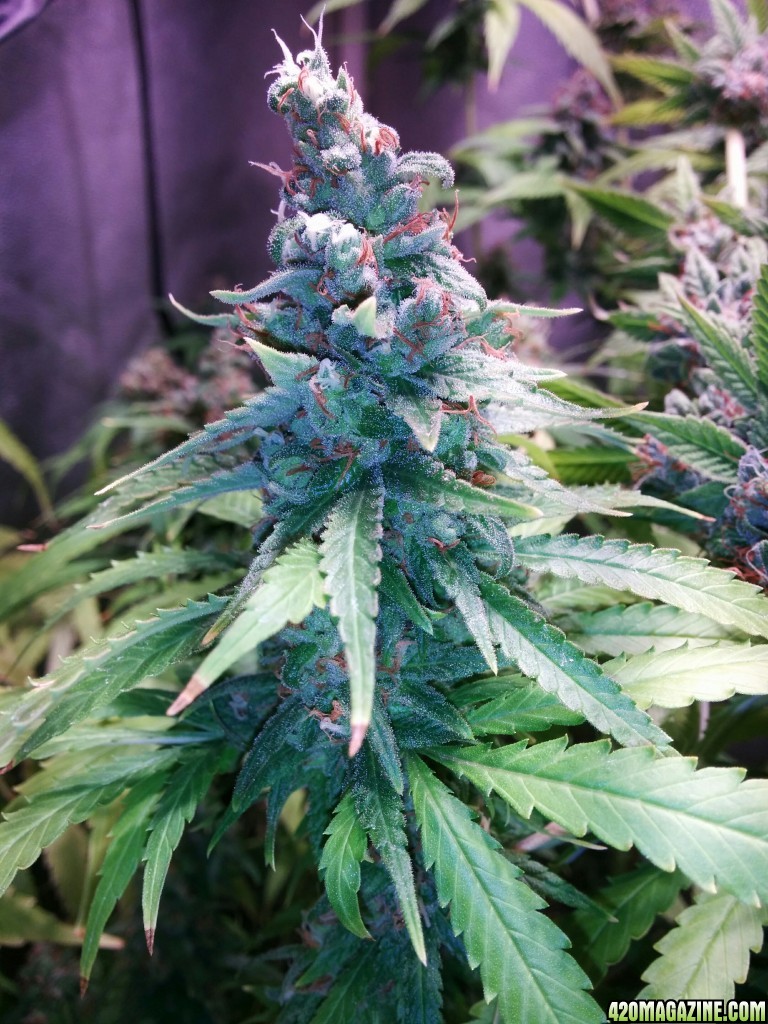 cob_led_grow_light_ice_mud_icemud_5_.jpg