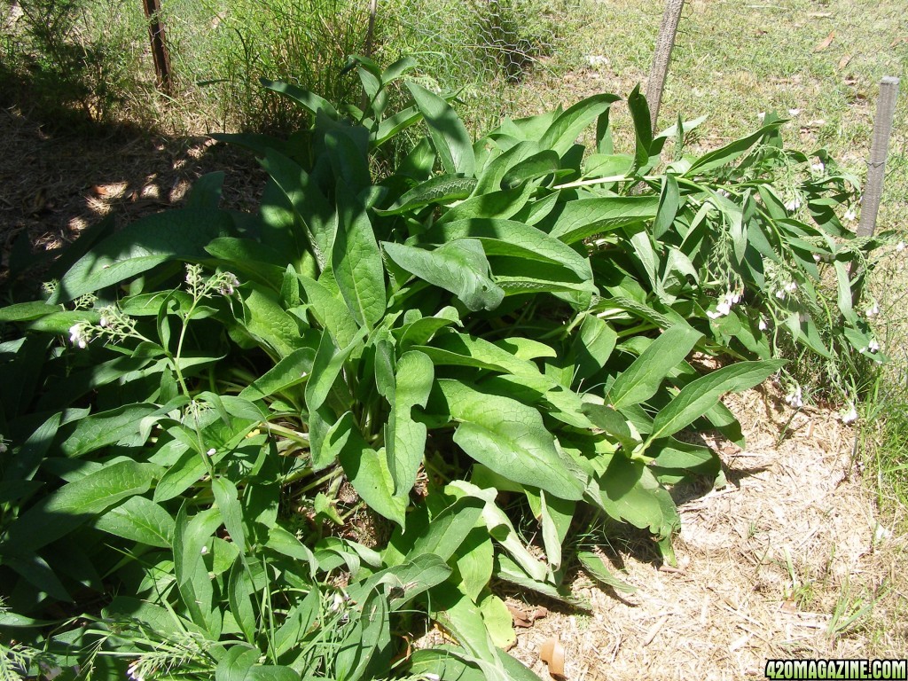 comfrey_patch.jpg