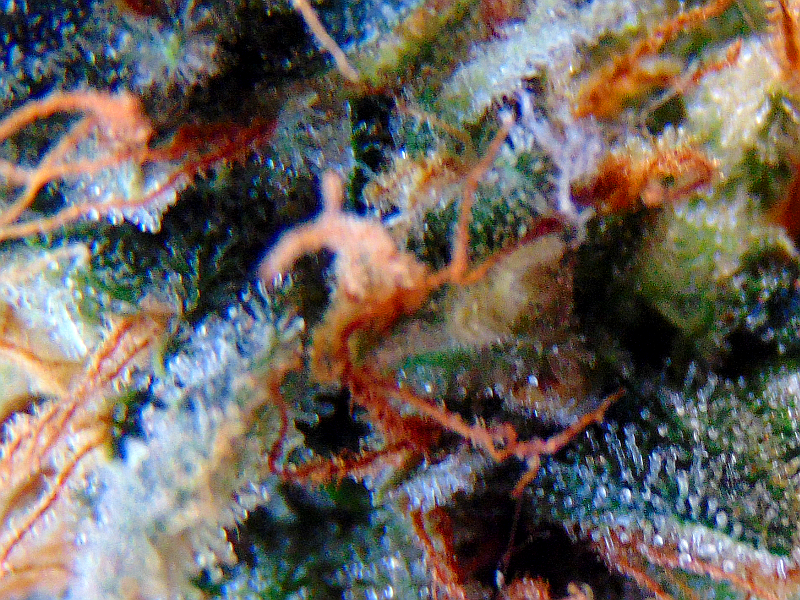 cottoncandytrichs7-8-15.png