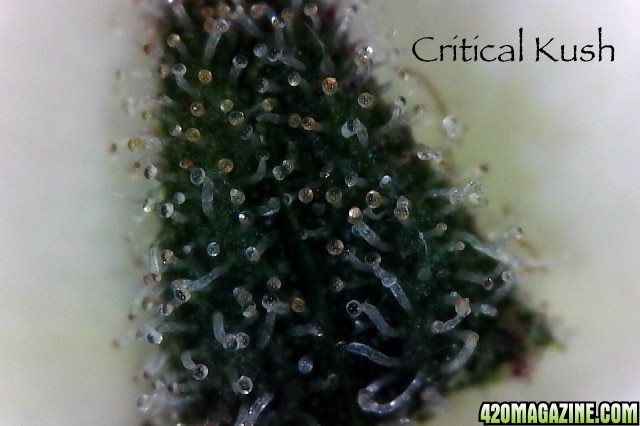 critical_kush_tric_3-7-16.jpg