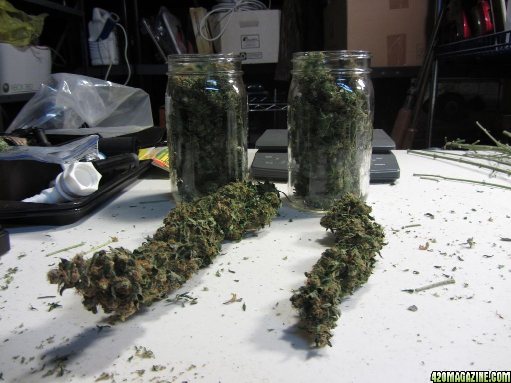 curing_ICE_and_Vanila_Kush_010.JPG