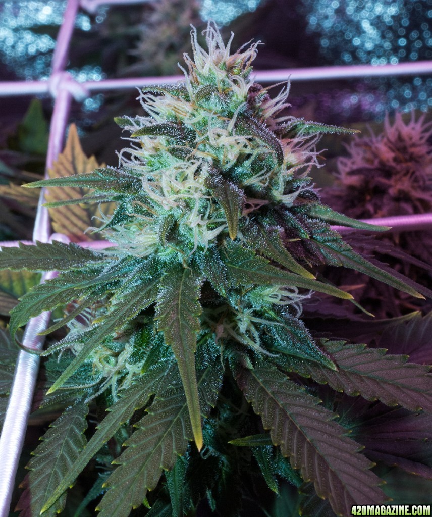 d0068-bluedream.jpg