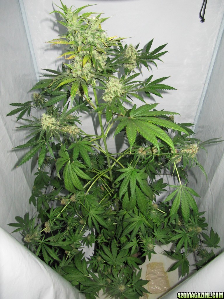 day088_sprouted_day60_12-12_top.JPG