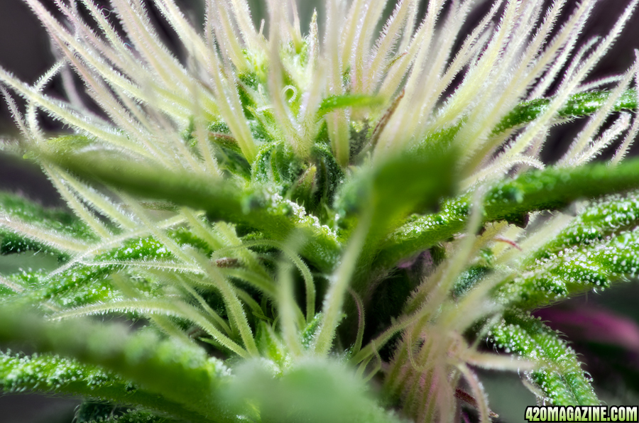 day80flower_28.jpg