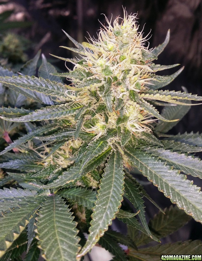 day_102_flip_30_bubblegum_bud_2_view.jpg