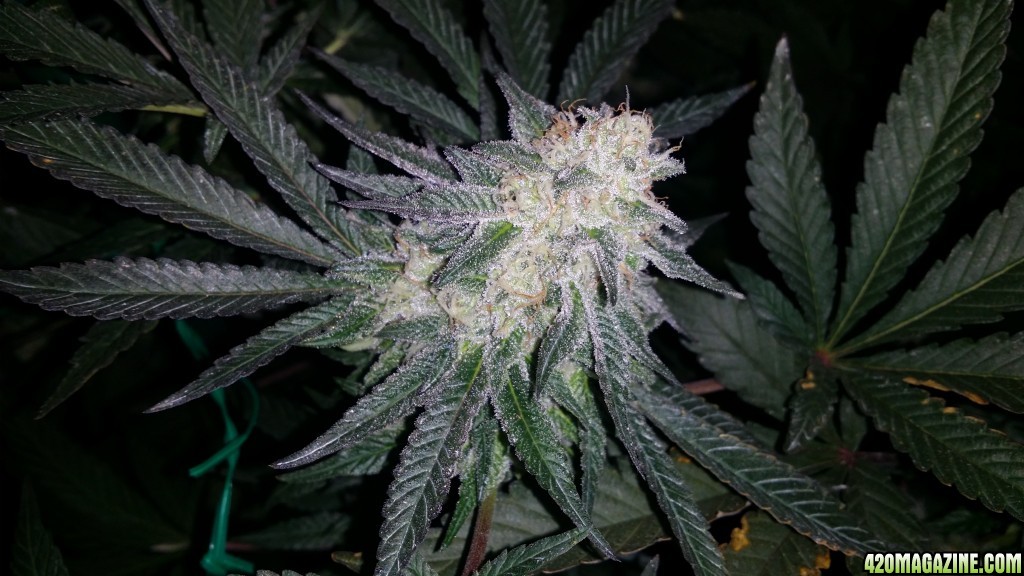 day_110_day_bloom_tent_PHC_bud_closeup_flip_28.jpg