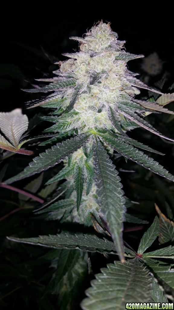 day_110_day_bloom_tent_PHC_bud_closeup_profile_flip_28.jpg