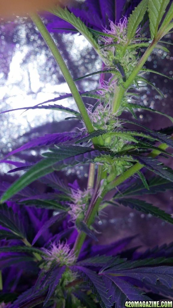 day_110_day_bloom_tent_PHC_bud_flip_21.jpg