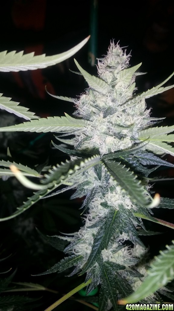 day_110_day_bloom_tent_PHC_bud_flip_28.jpg