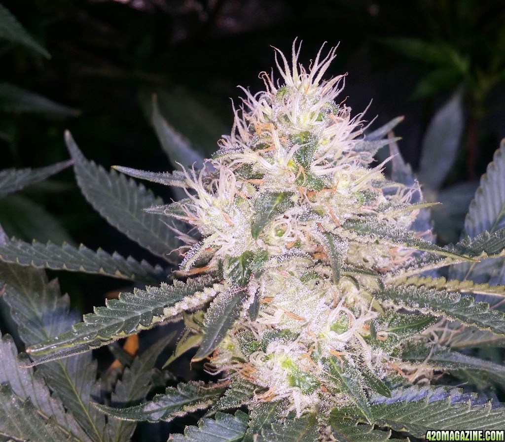 day_110_day_bloom_tent_bubblegum_bud_closeup_flip_28.jpg