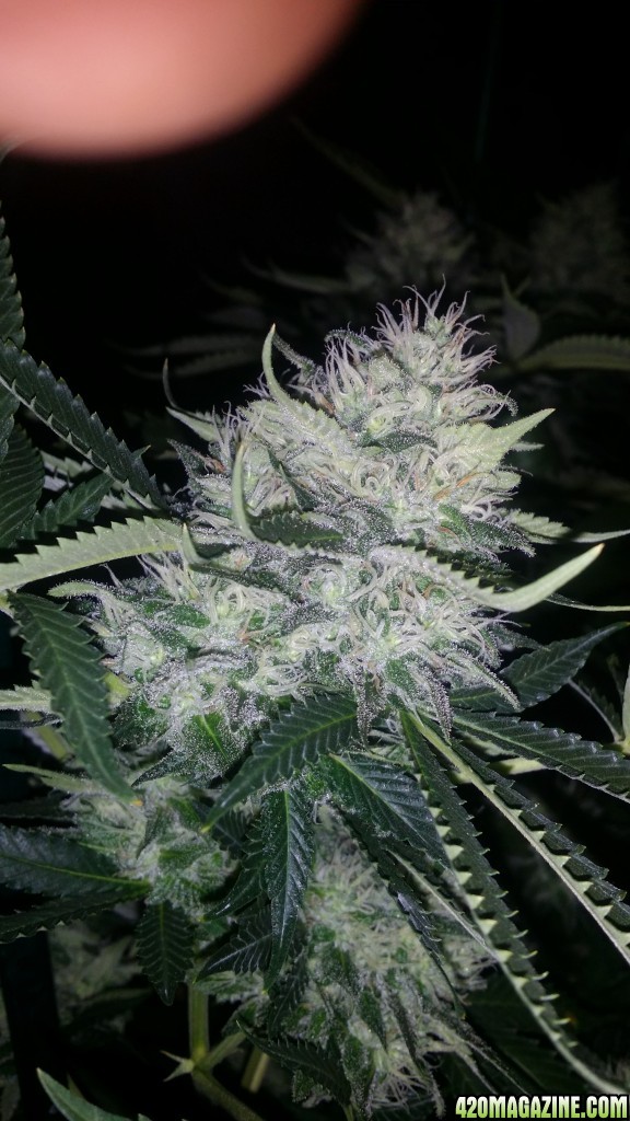 day_110_day_bloom_tent_bubblegum_bud_flip_28.jpg