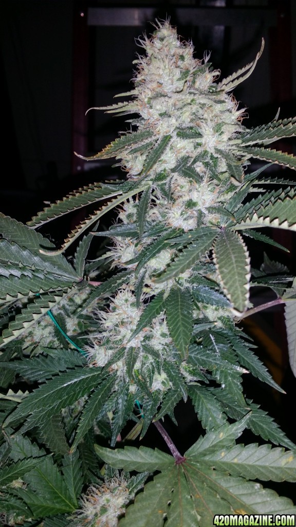 day_110_day_bloom_tent_bubblegum_bud_profile_flip_28.jpg