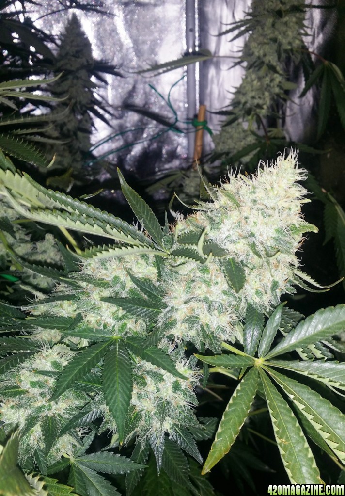 day_120_bubblegum_cola_day_tent.jpg