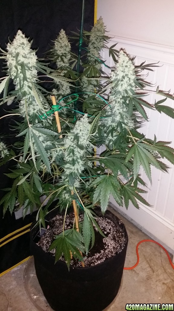 day_127_flip_43_PHC_whole_plant_2.jpg